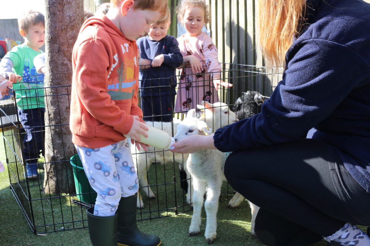 seaford lamb feeding