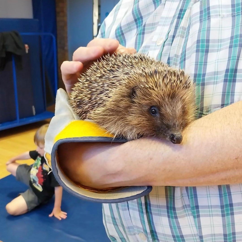 Hopscotch Holiday Club - Hedgehog Visit