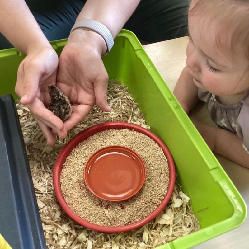 Partridge Hatching Hopscotch Nurseries 3