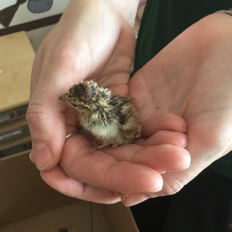 Partridge Hatching Hopscotch Nurseries 4